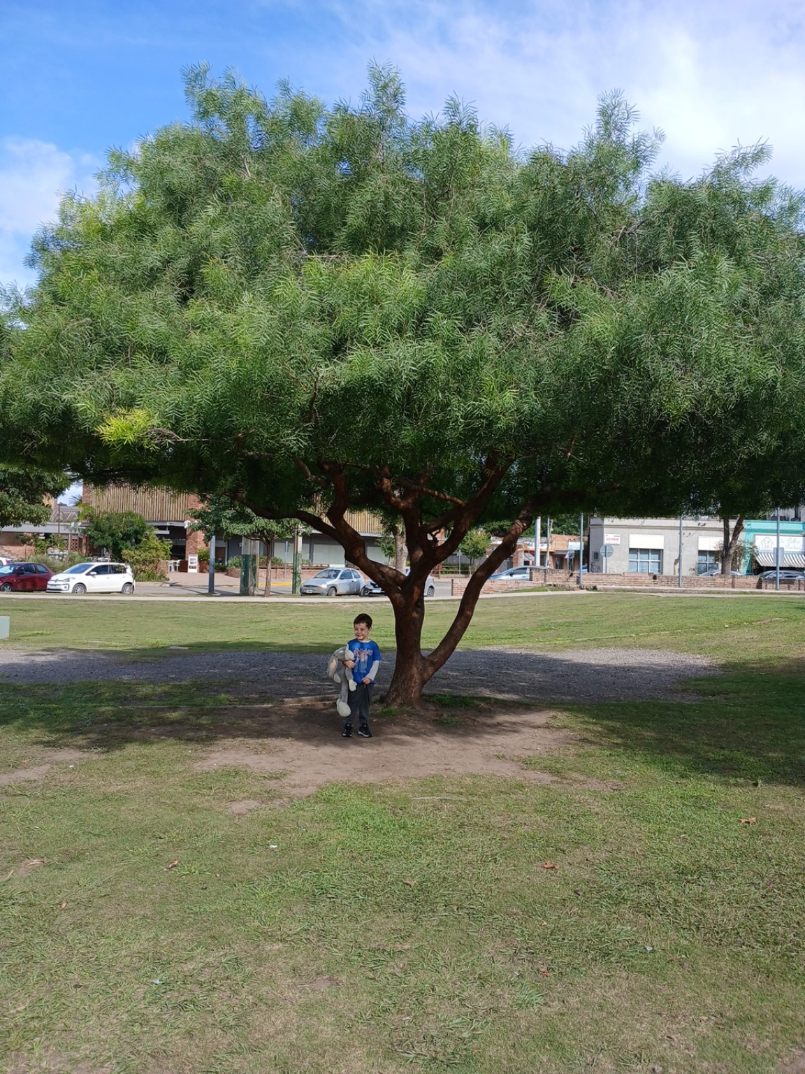 Felipe con un aguaribay en el polideportivo